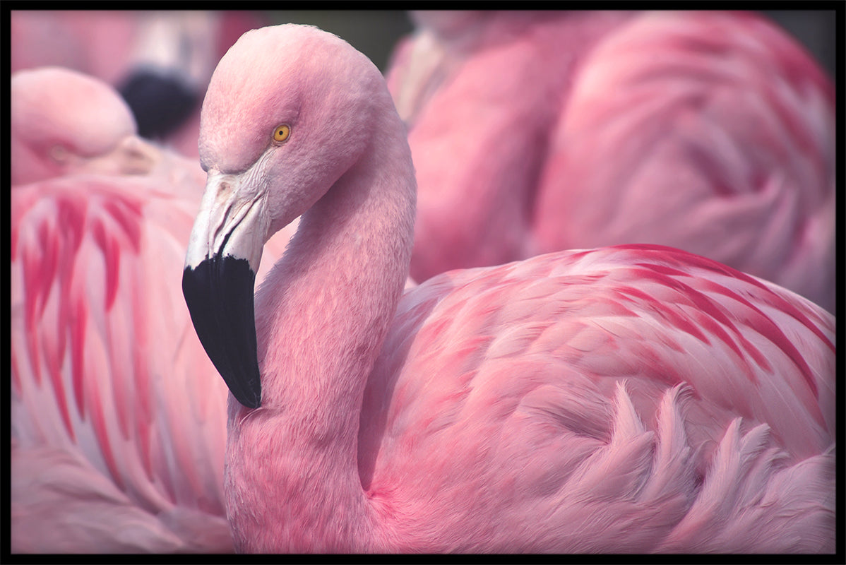 Flamingos Close Up juliste