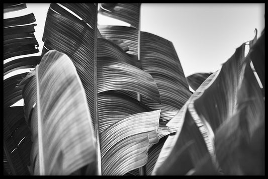 Banana Leaf juliste