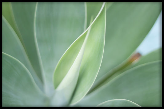 Exotic Plants N05 juliste