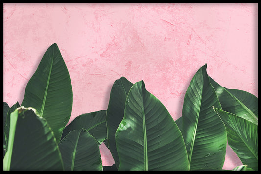 Banana Leaf N02 juliste