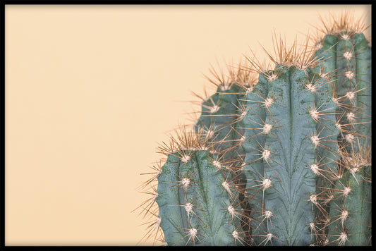 Cactus Orange juliste