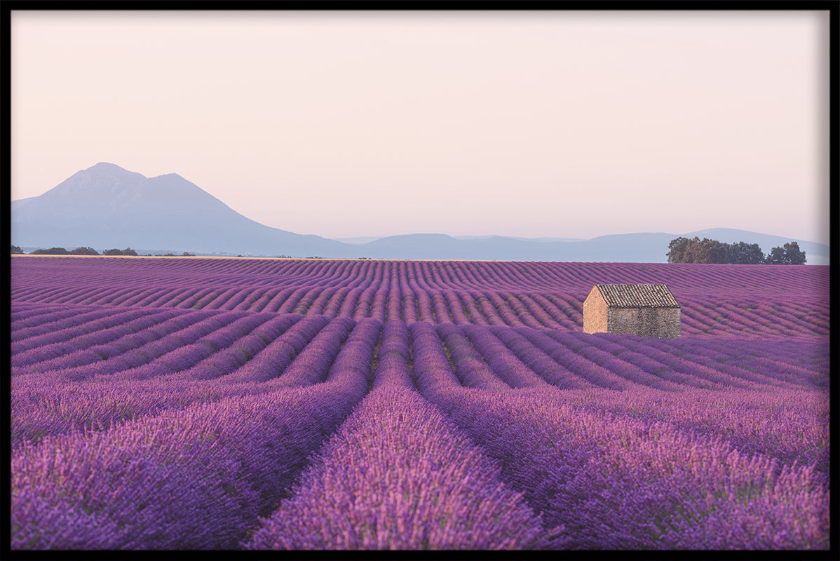 Purple Fields juliste