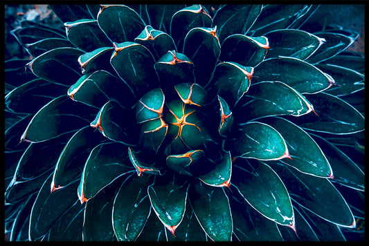Exotic Plants N06 juliste