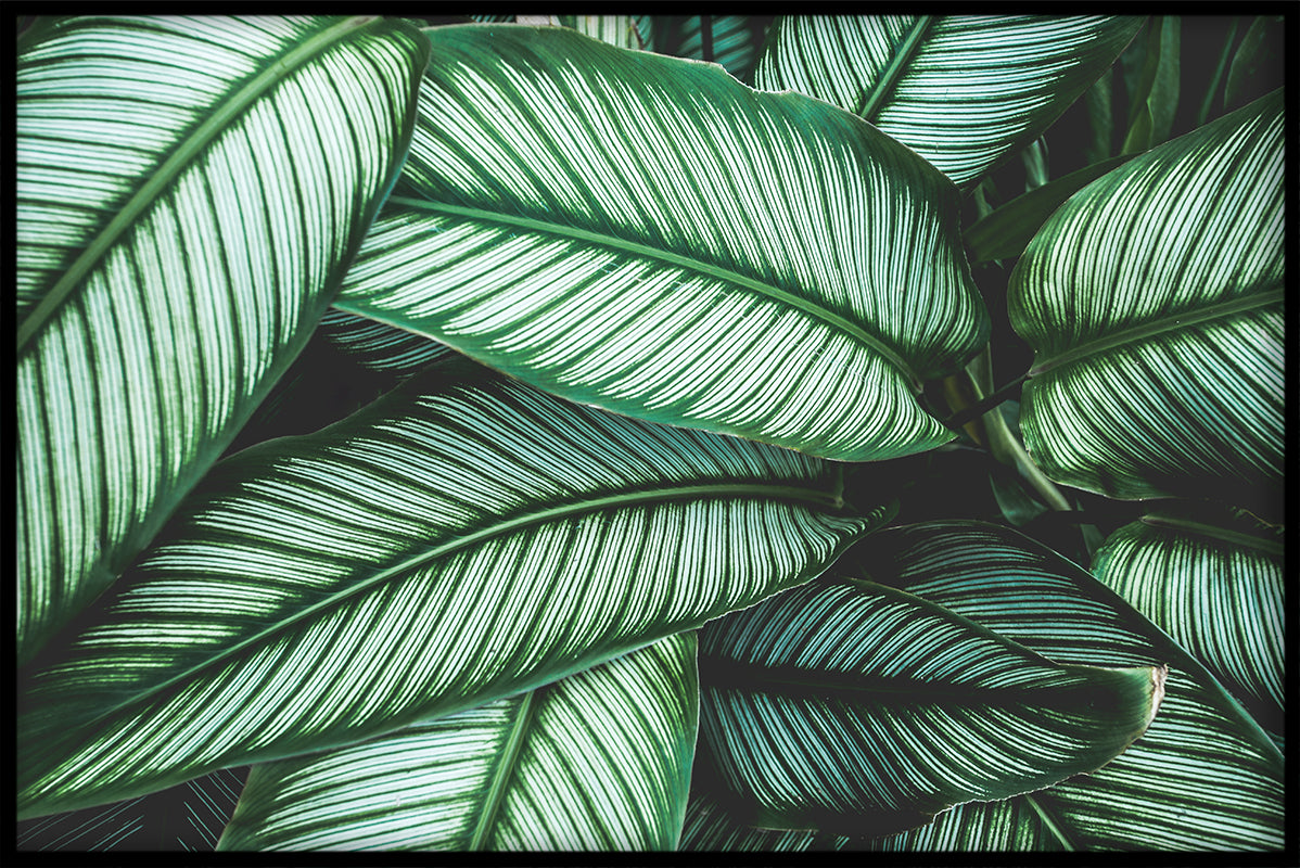 Exotic Plants N04 juliste