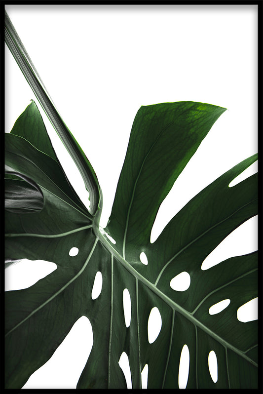 Monstera Close Up N02 juliste