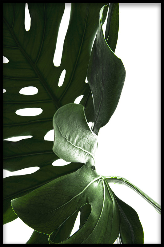 Monstera Close Up N03 juliste