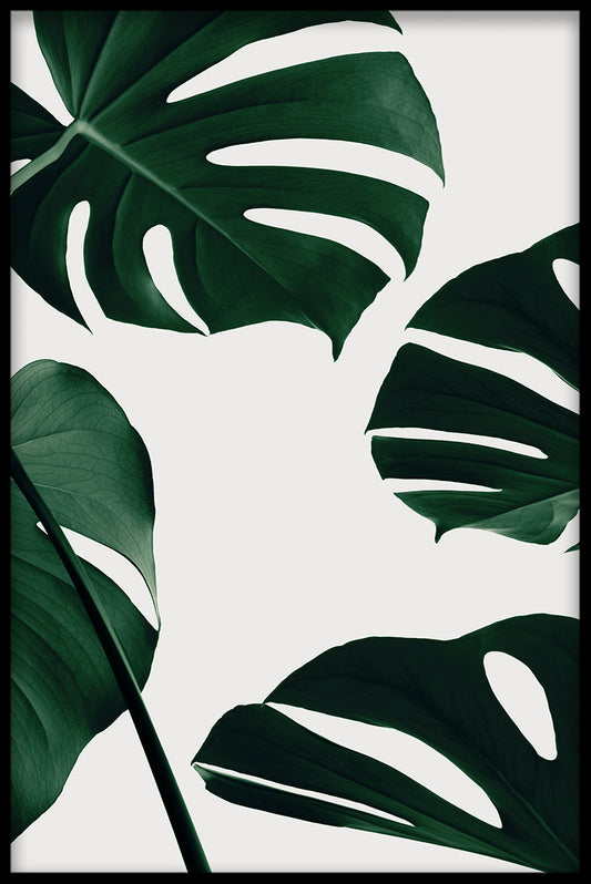 Light Monstera juliste