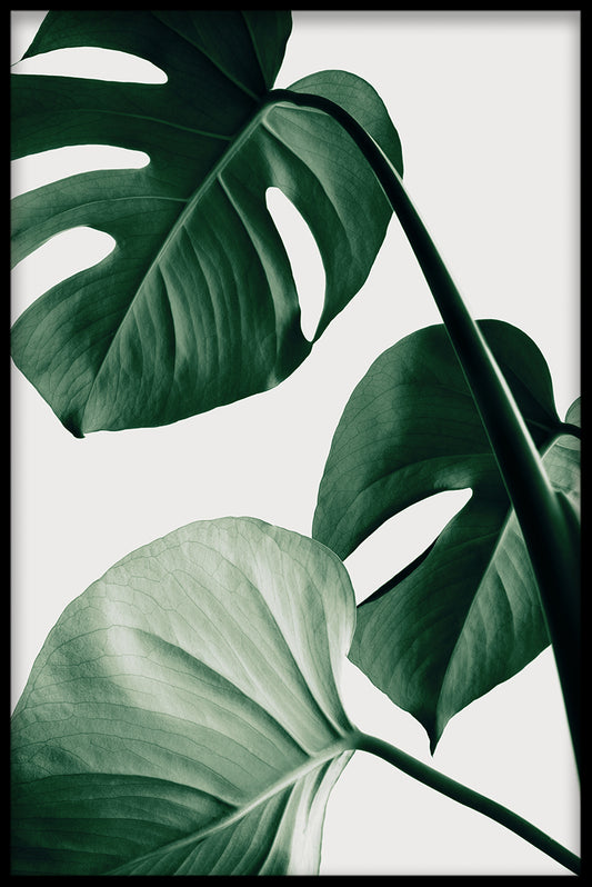 Light Monstera N03 juliste