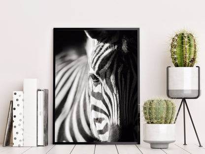 Zebra Portrait Nature juliste