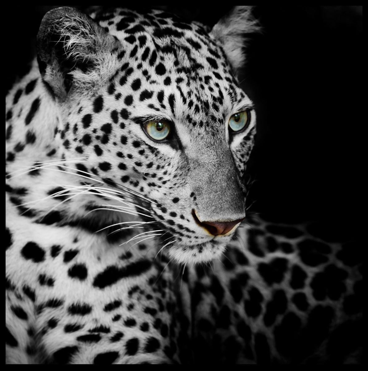 Leopard juliste
