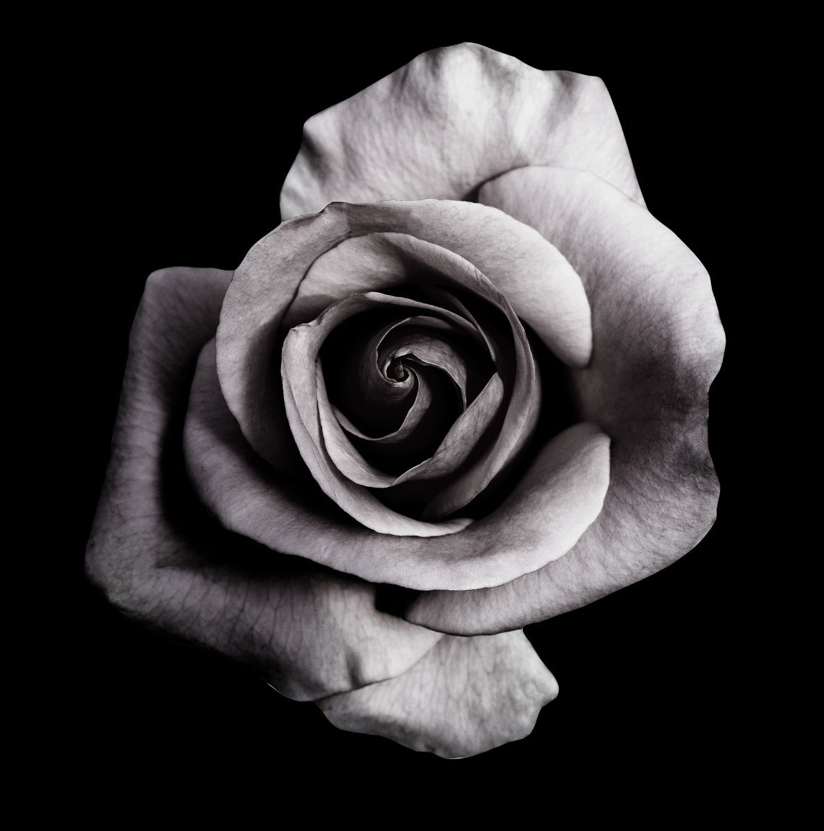 Rose on Black juliste