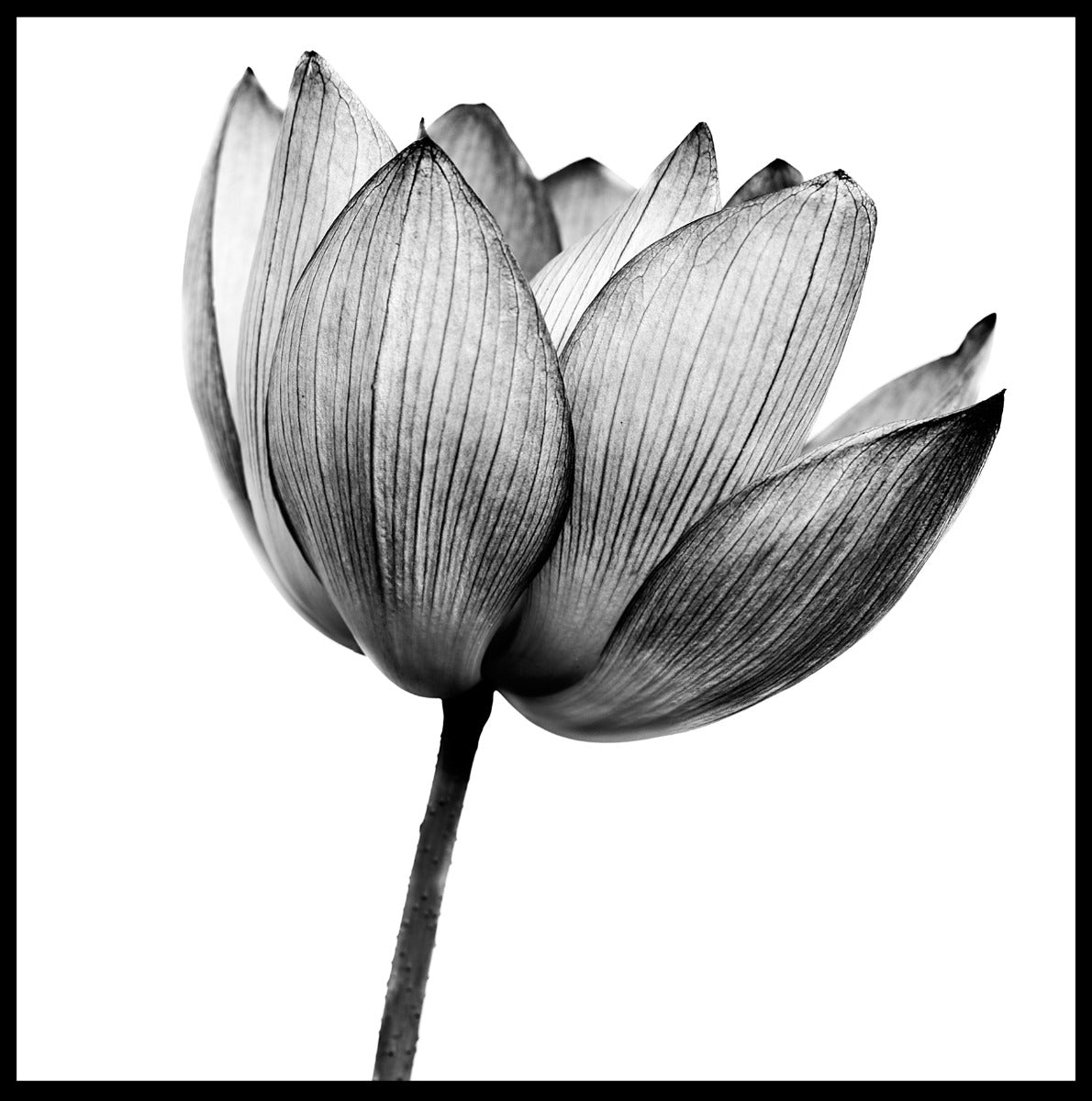 Lotus Black & White juliste