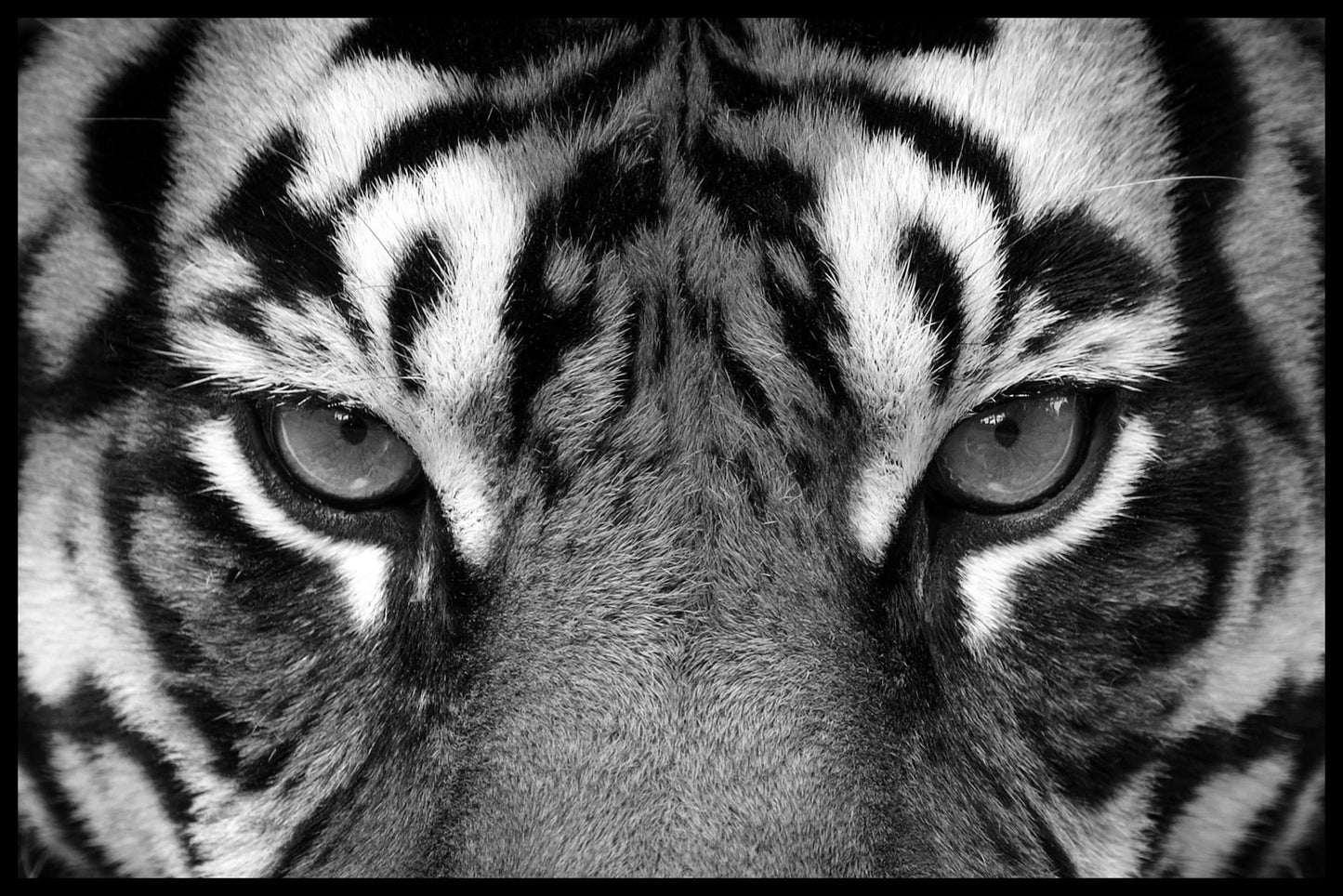 Eye Of The Tiger juliste