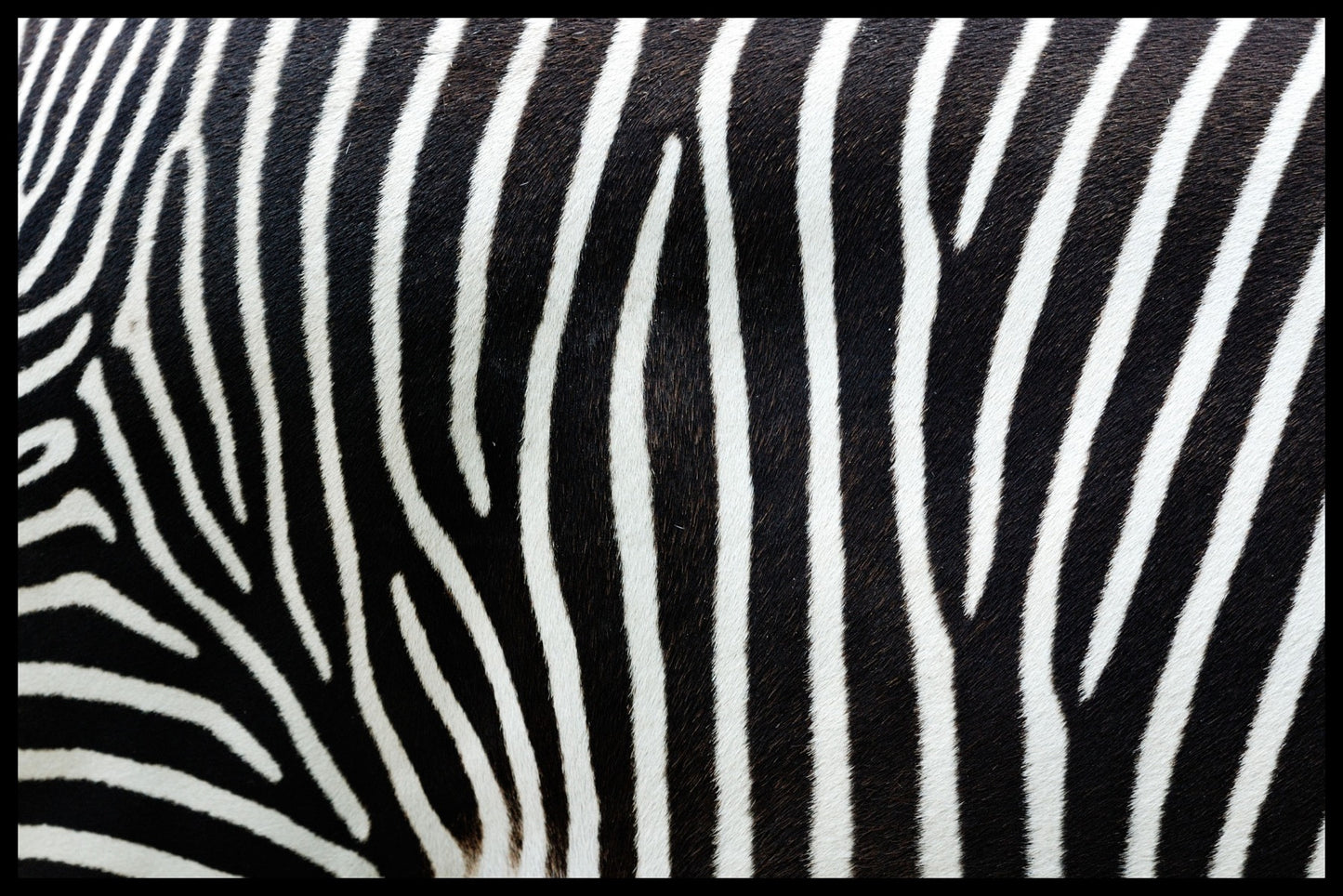 Zebra Stripes juliste