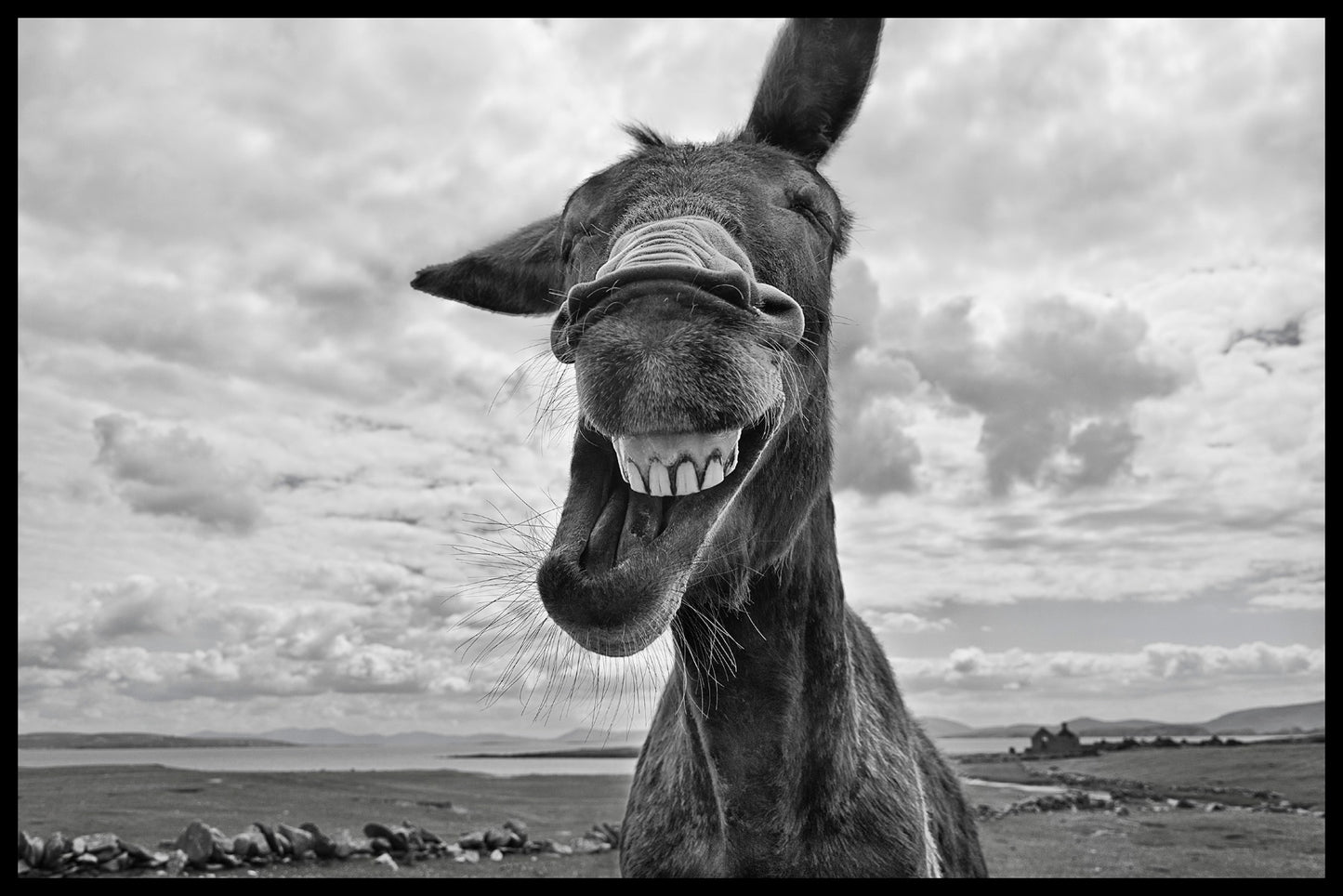 Laughing Donkey juliste