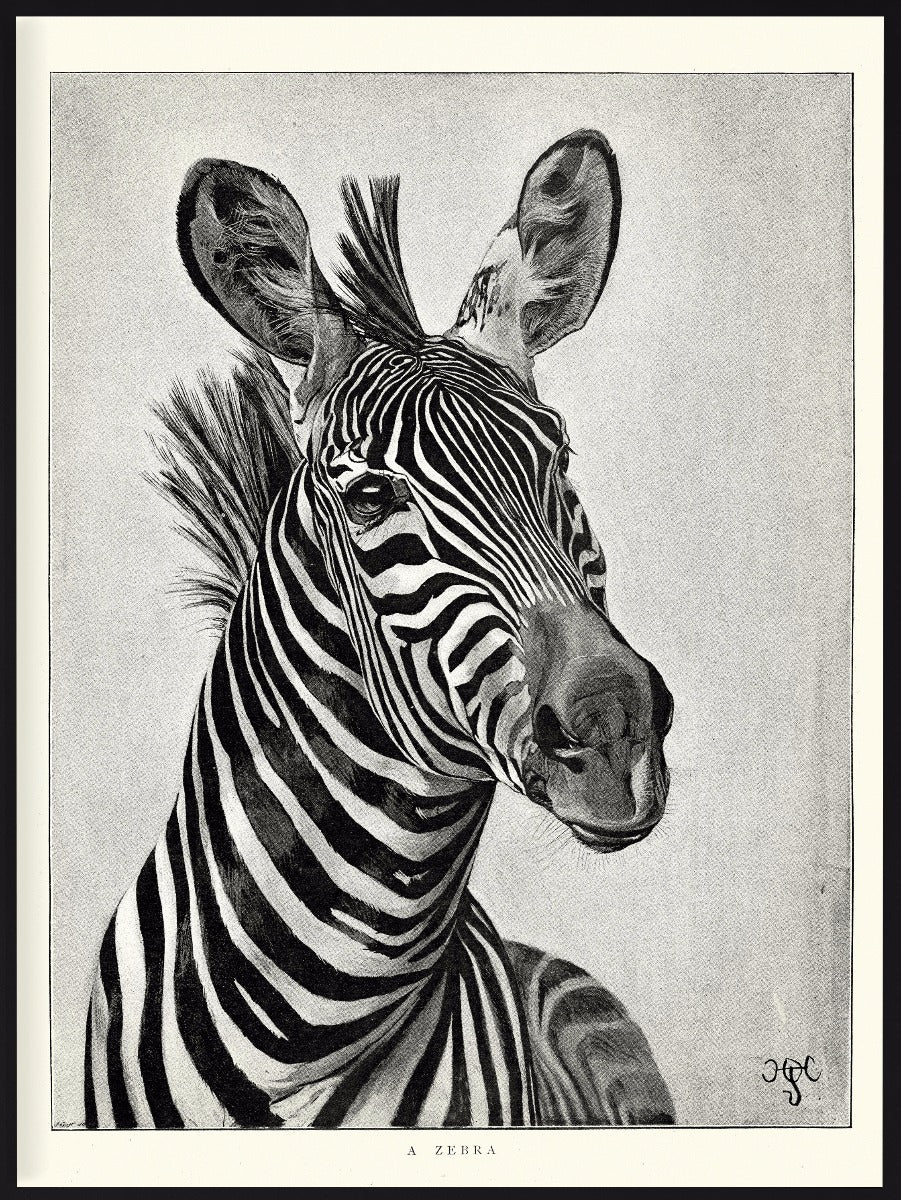 Zebra Portrait Illustration juliste