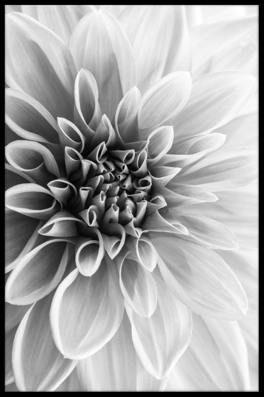 Dahlia juliste