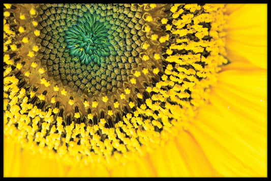 Sunflower Close Up juliste