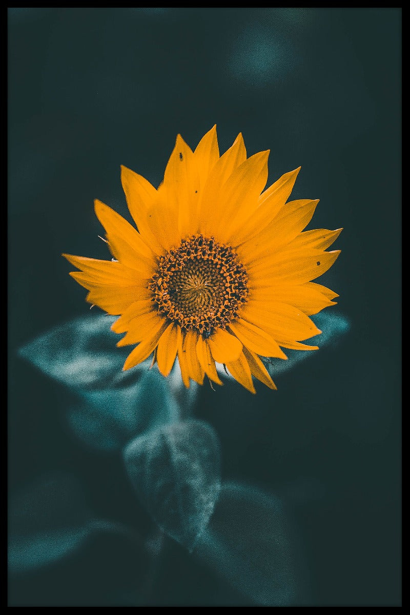 Misty Sunflower juliste
